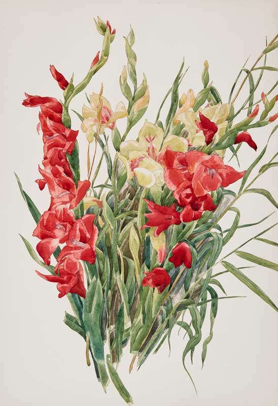 Amura,AmuraWorld,AmuraYachts, Charles Demuth (1883-1935), <em><i>Gladiolos rojos y amarillos,</i></em> 1928. Acuarela y lápiz sobre papel. 50.8 x 35.6 cm.