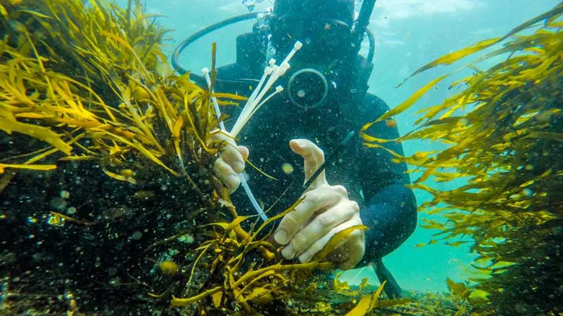 Amura,AmuraWorld,AmuraYachts, Bentley Environmental Foundation rehabilitará un arrecife boscoso submareal en Australia.