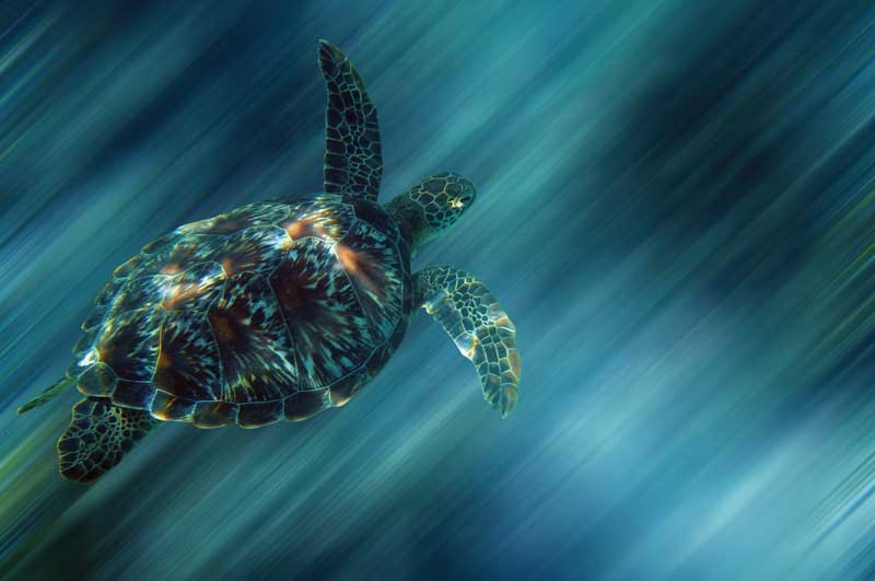 Turtles are one of the most threatened kind of life on the planet, so you should be especially careful with their habitat. 
