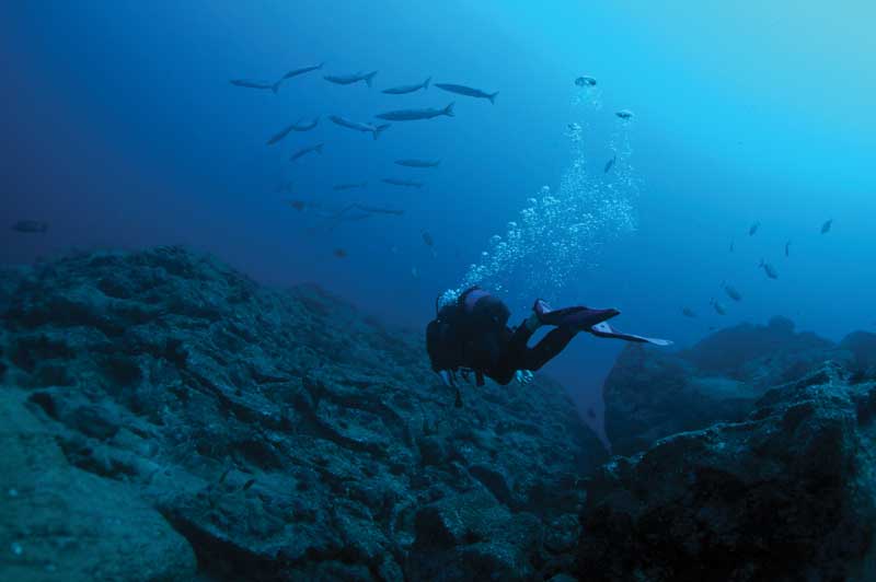 A holiday break has a deeper meaning through the underwater adventure.
