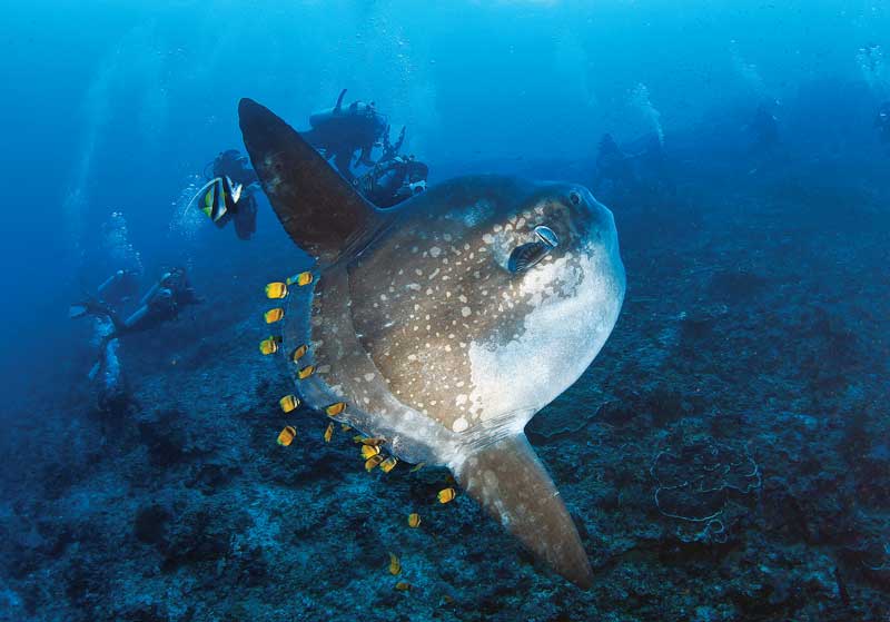 Underwater Batangas everyday is a vibrant show for explorers.
