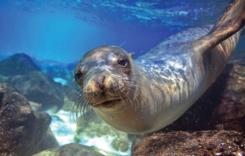 Alonissos National Marine Park.
