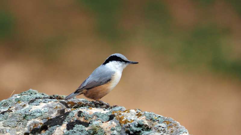 Protected bird species.
