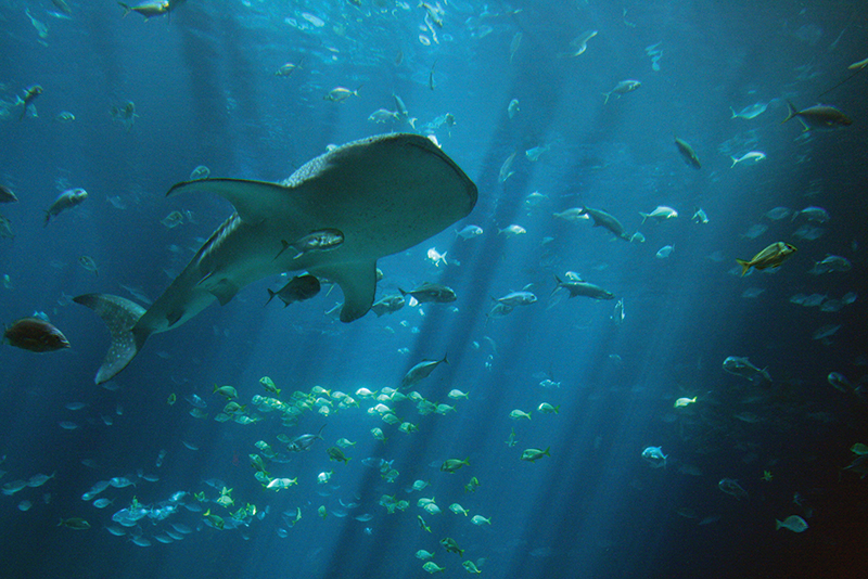 Observación de ballenas y tiburones ballena en Santa Lucía
