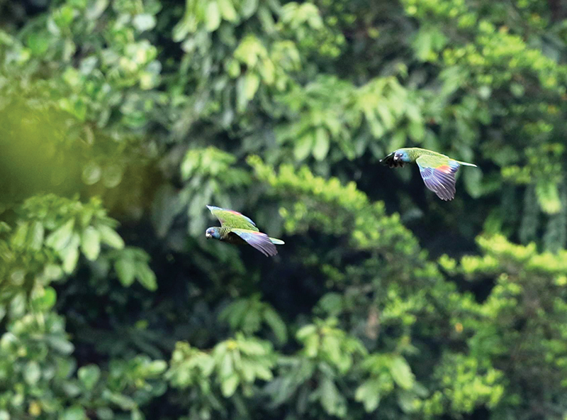 El avistamiento de aves es una actividad popular en Santa Lucía 
