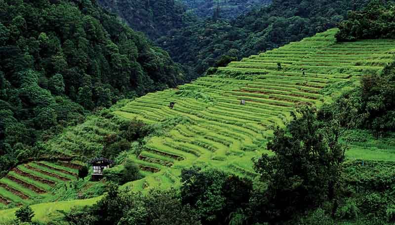 For thousands of years rice has been grown in the fertile soil of its mountains.
