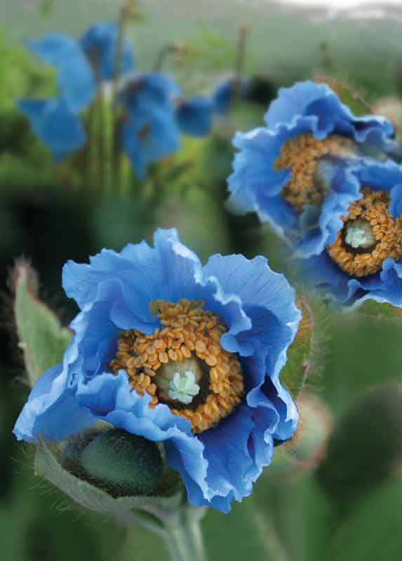 La mítica “amapola azul del Himalaya”. 