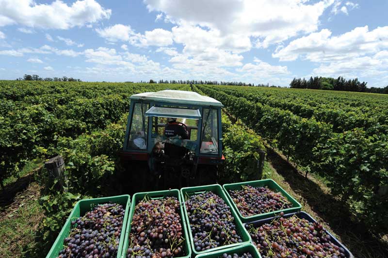 Amura,In the 19th century, Europeans introduced Tannat grapes to make the first Uruguayan wines.
