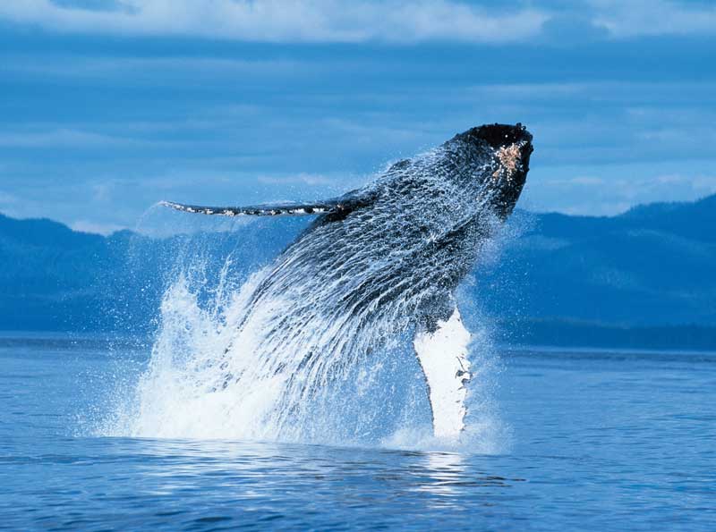 Amura,The whales are the more amazing animals ever known.
