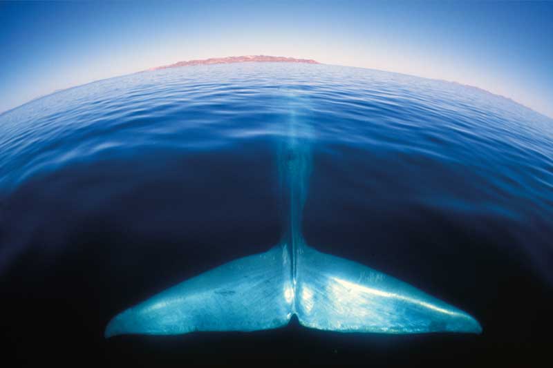 Amura,Their tails allow to travel further and move through water faster and with greater agility.
