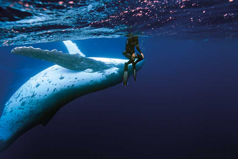Amura,The extraordinary gentleness of nature’s giant.
