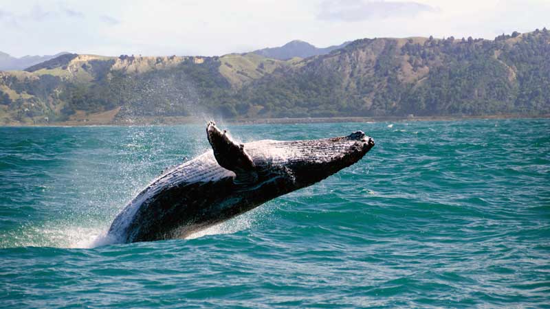 Amura,Different species of whale migrate in distinct ways.
