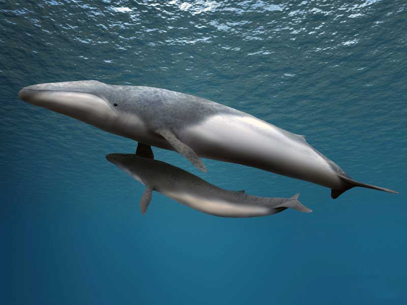 Amura,Right whales have a particular docile nature. 
